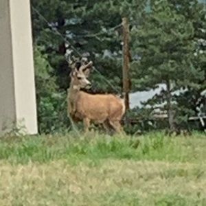 Meet your Posher, Noah